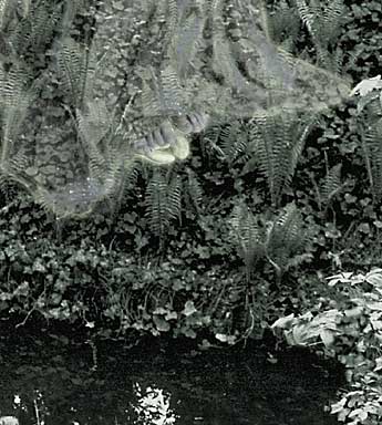 High priestess/ Schattenspiel Tarot Series